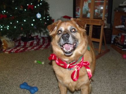 2011_1220pictures0020