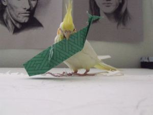 Duncan VS Origami Whale