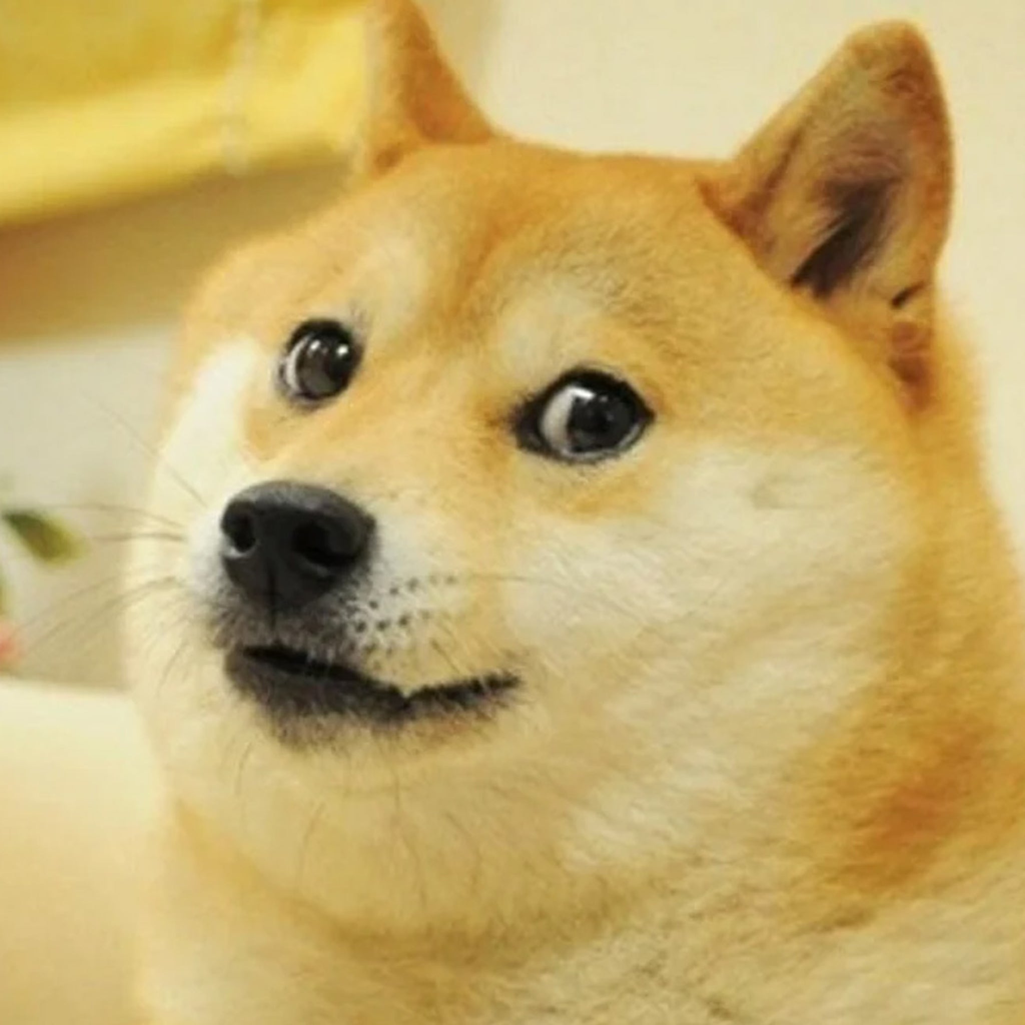 Kabosu, Dog Behind Famous 'Doge' Meme, Dead at 18