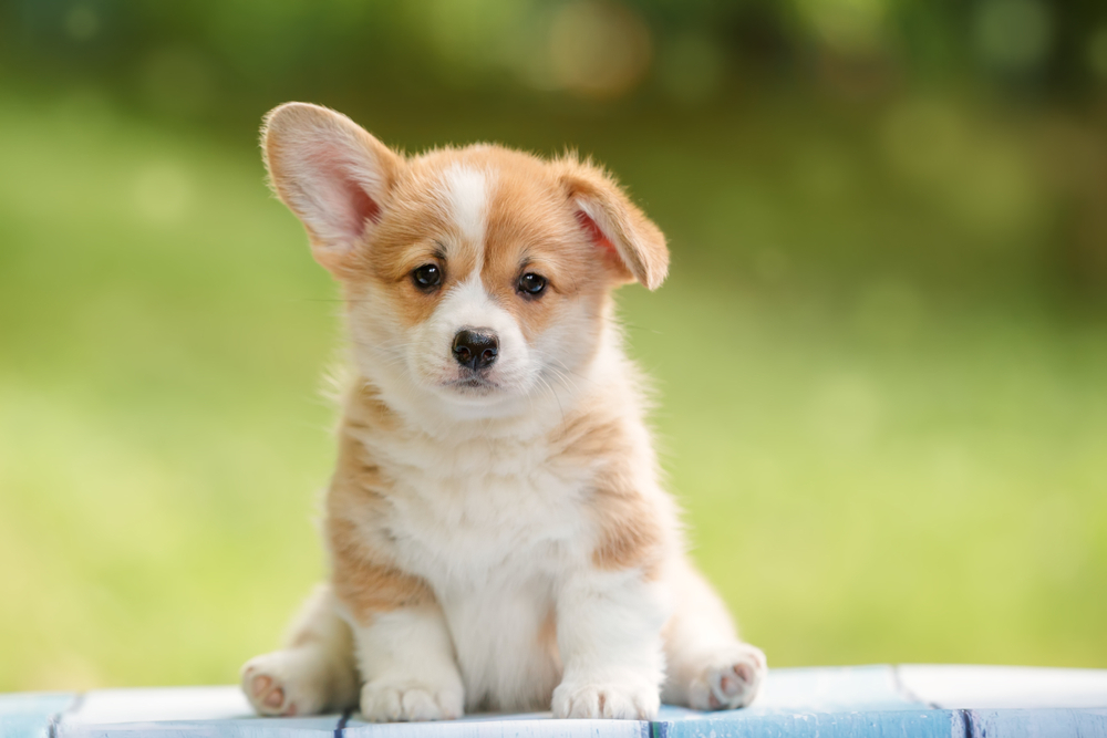 Your Puppy: What to Expect at 13 to 16 weeks - Vetstreet | Vetstreet